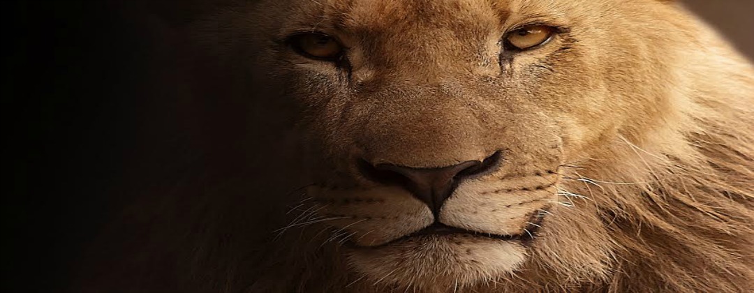 Lion's Law Home page banner lion face