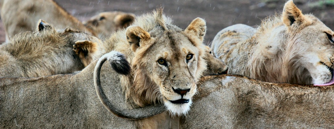 Yordan Marinov avocat, cabinet d'avocats Lion's Law page équipe bannière group of lions