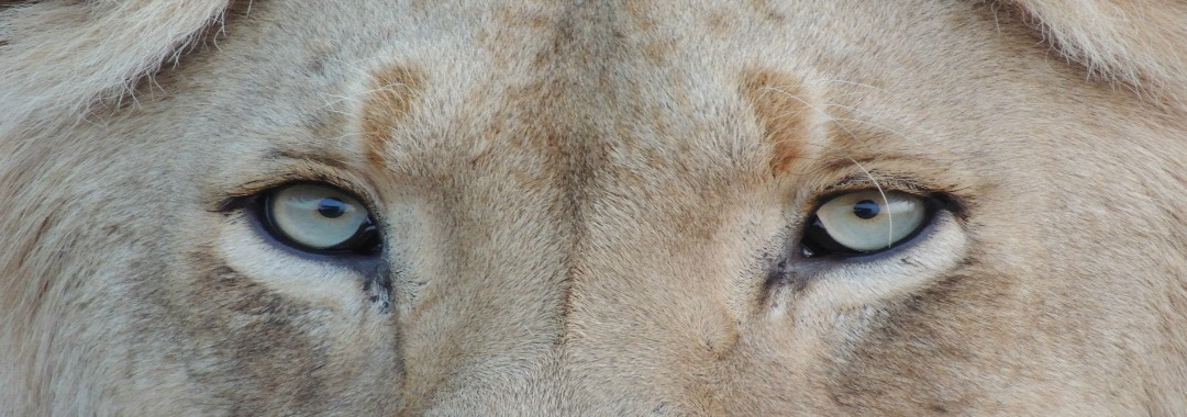 Lion's Law Privacy statement page banner Lion's eyes