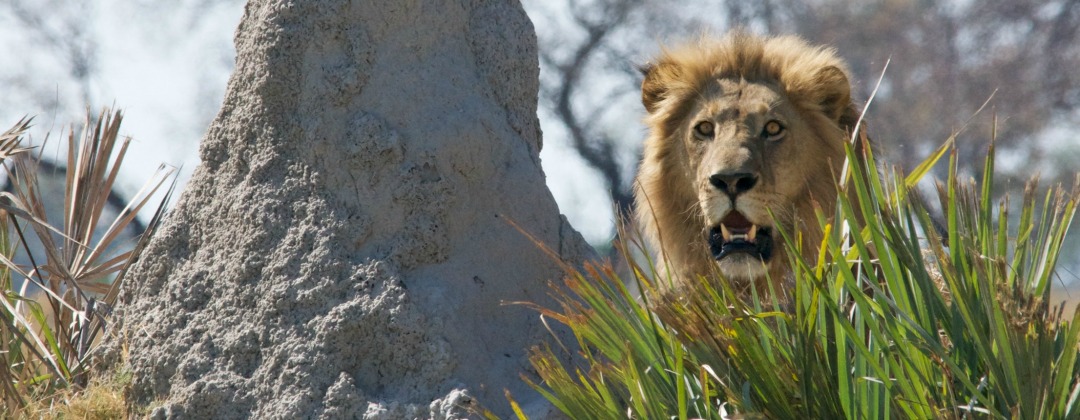 Lion's Law координати снимка Lion in the jungle