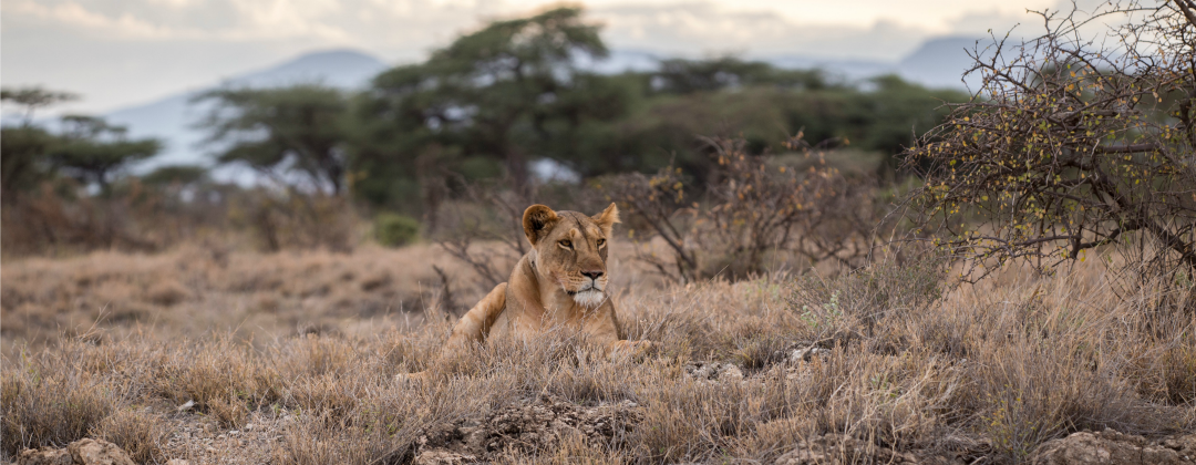 Honoraria Kancelaria adwokacka Lion's Law Lion in the savanne