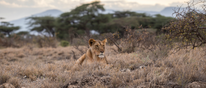 Lion in the savanne