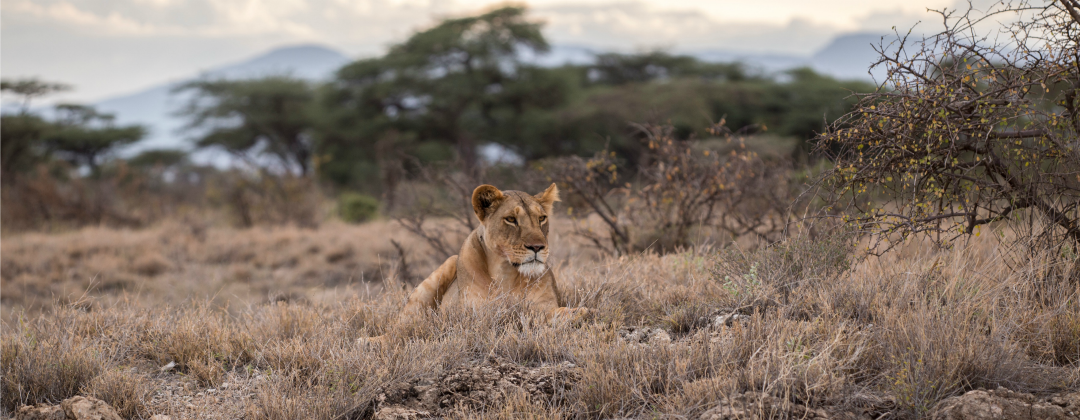 Honoraria Kancelaria adwokacka Lion's Law banner lion in the savanne