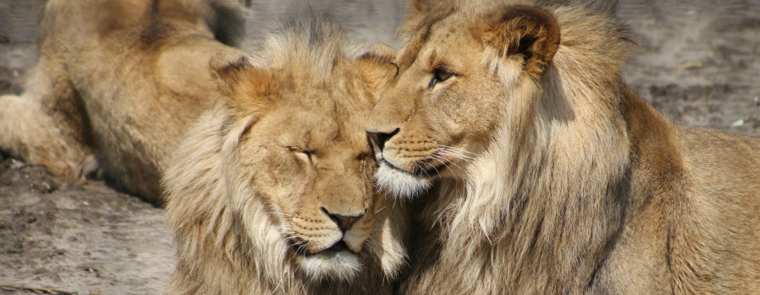 Zakres usług Kancelaria adwokacka Lion's Law Bruksela Belgia Groupe of lions